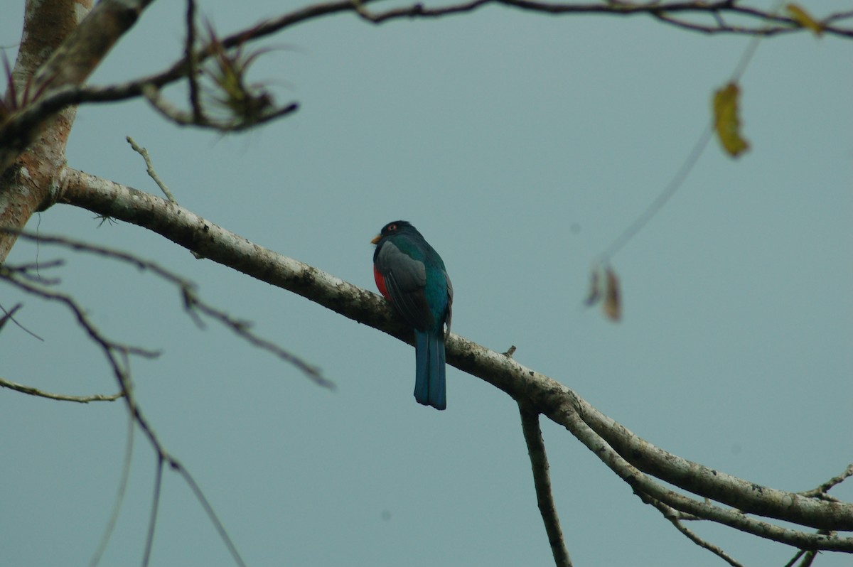 Trogon d'Équateur - ML93943401