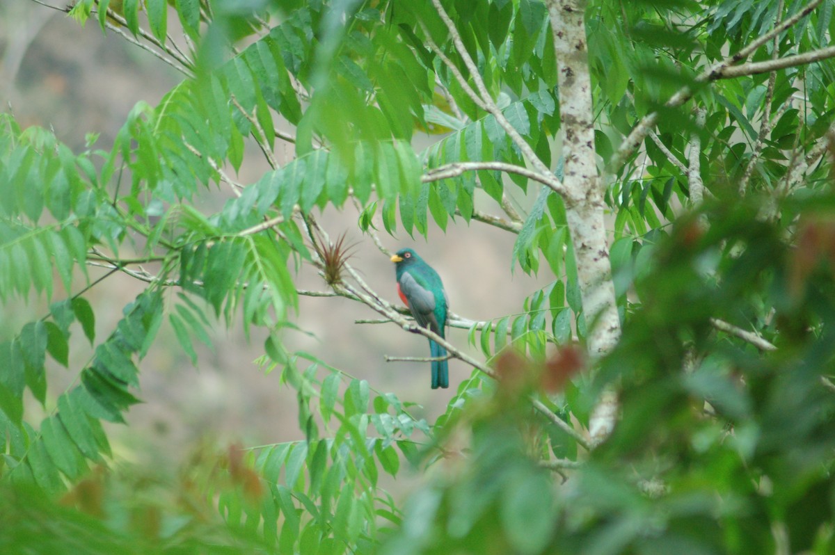 Trogon d'Équateur - ML93943411