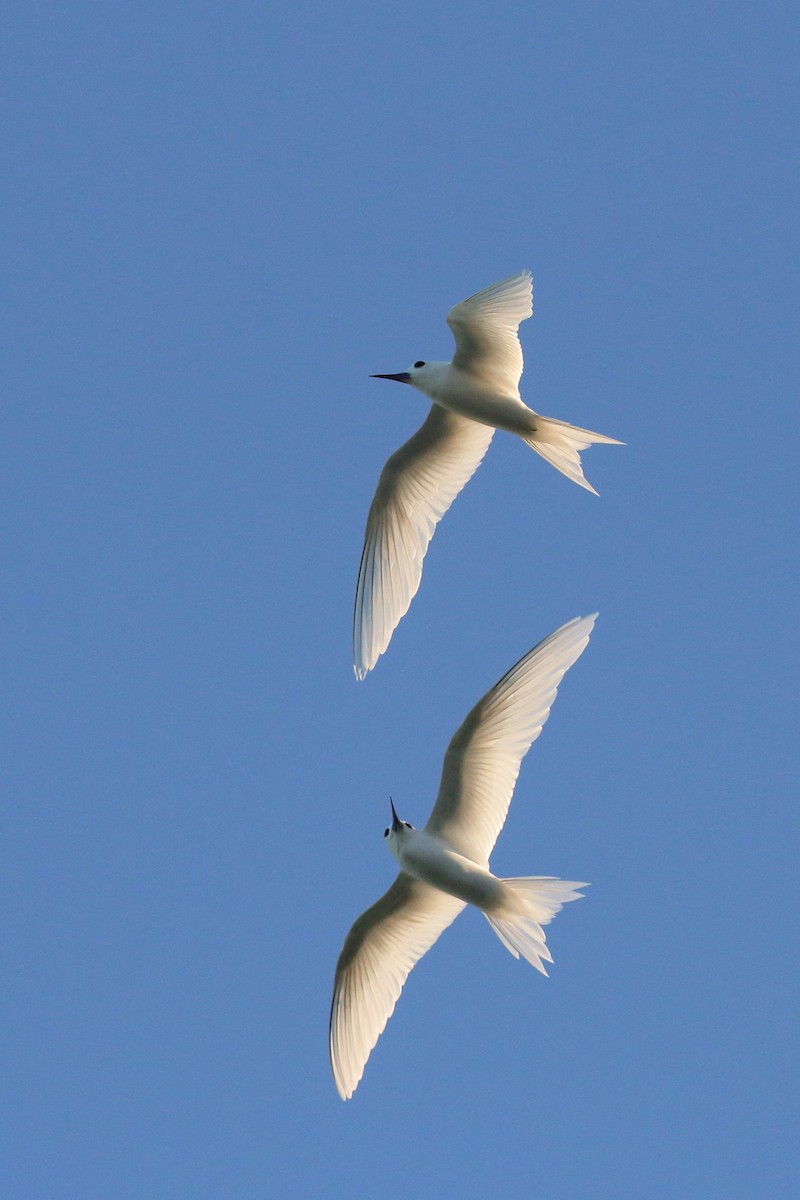 White Tern (Pacific) - ML93943641