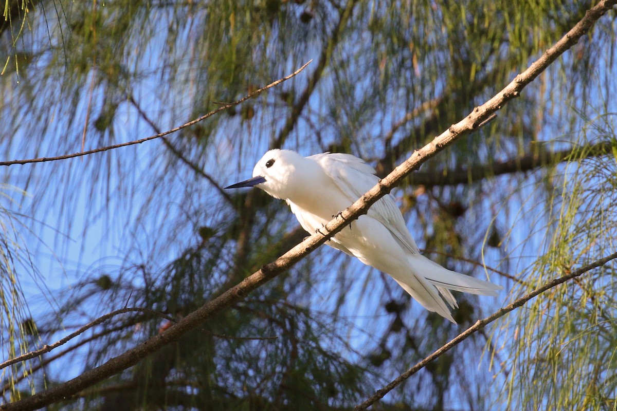 White Tern (Pacific) - Tommy Pedersen