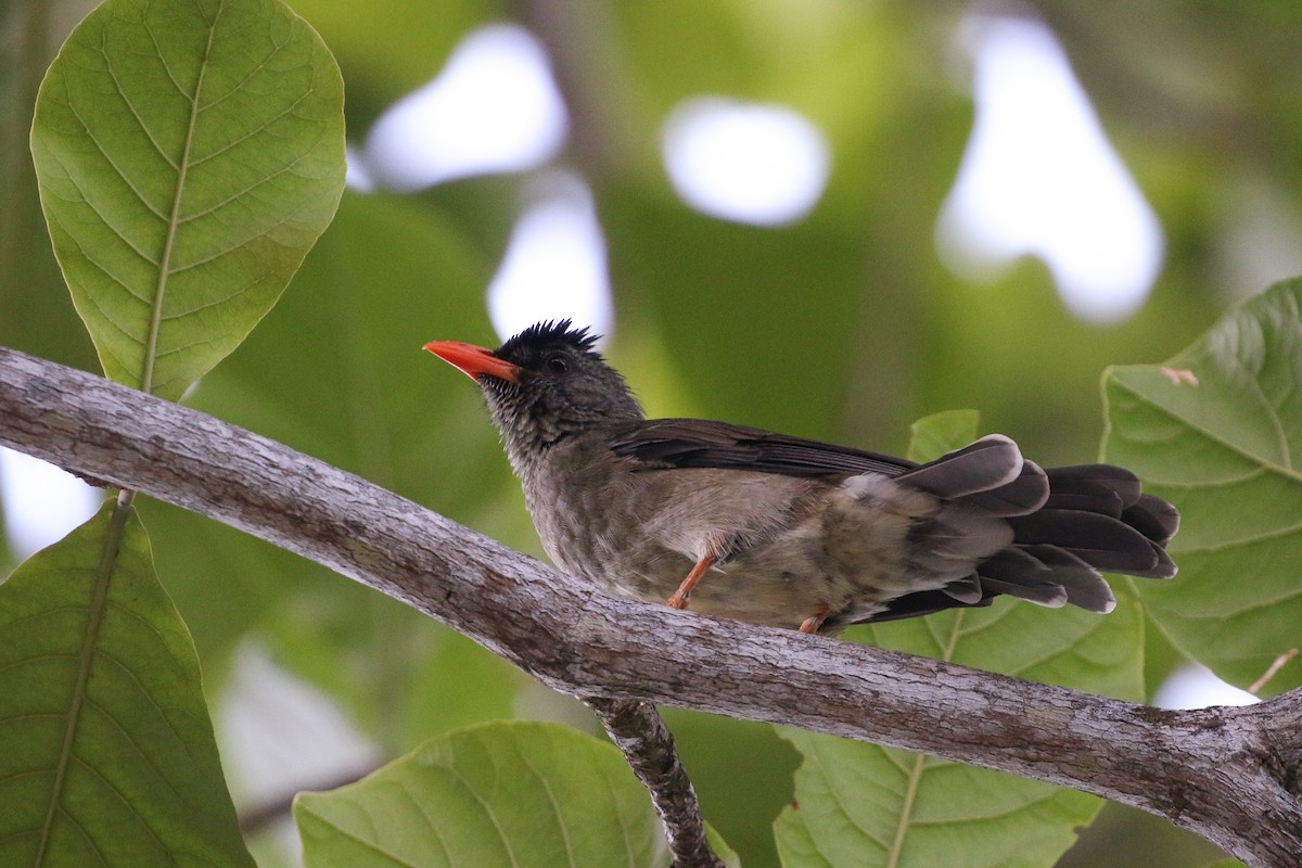 Seychelles Bulbul - ML93943971