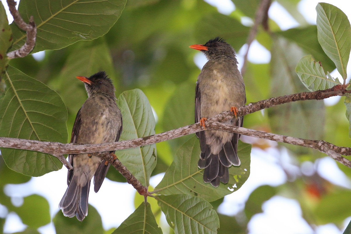 Seychelles Bulbul - Tommy Pedersen