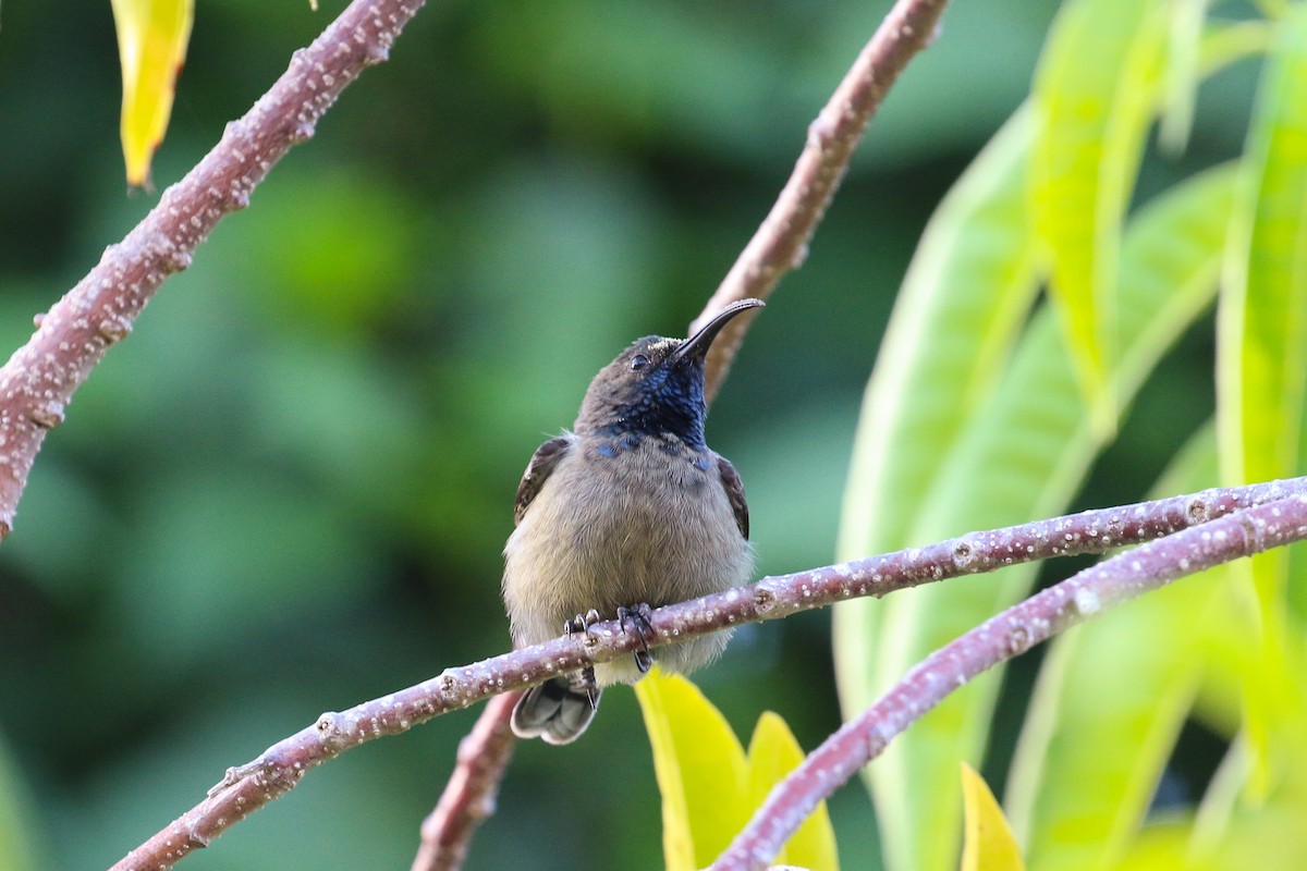 Seychelles Sunbird - ML93944091