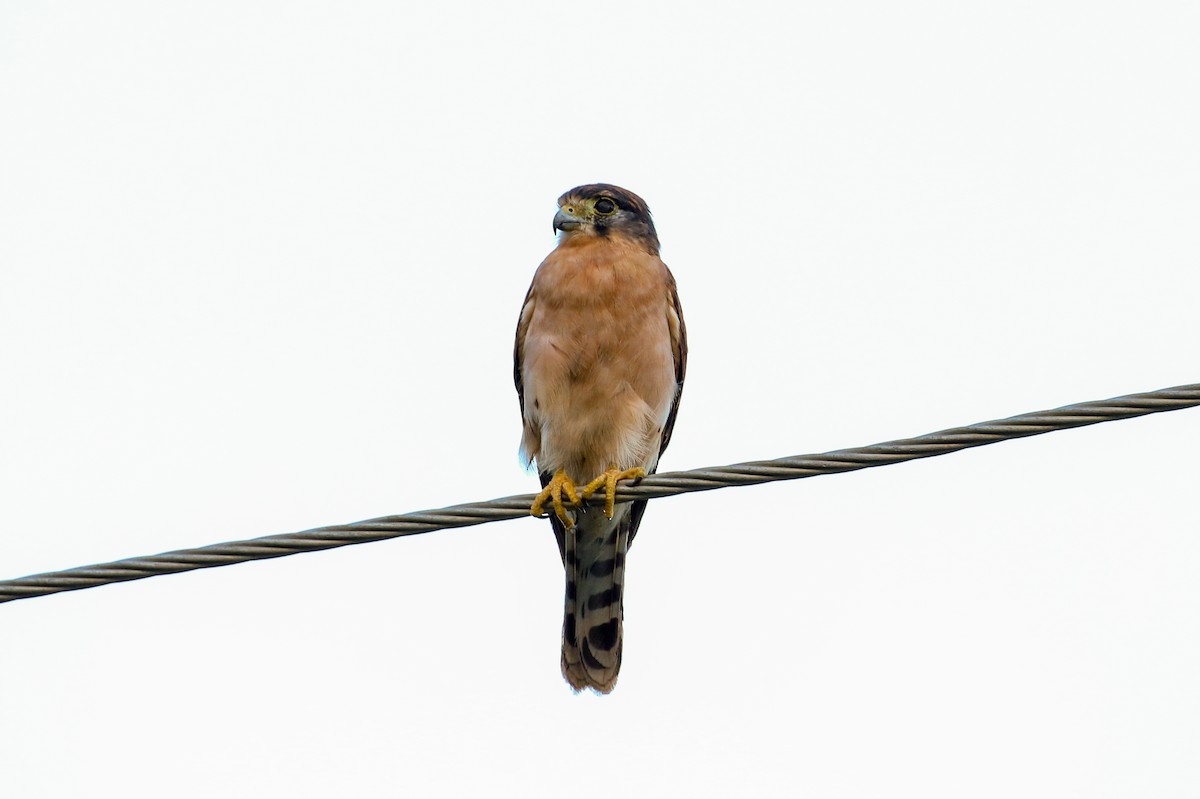 Seychelles Kestrel - Tommy Pedersen