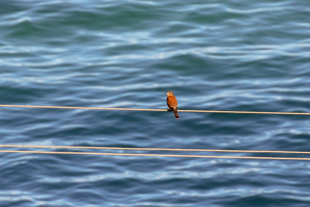 Seychelles Kestrel - ML93944261