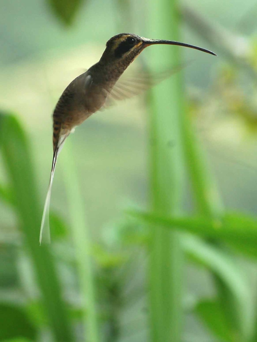 Long-billed Hermit (Baron's) - ML93944971