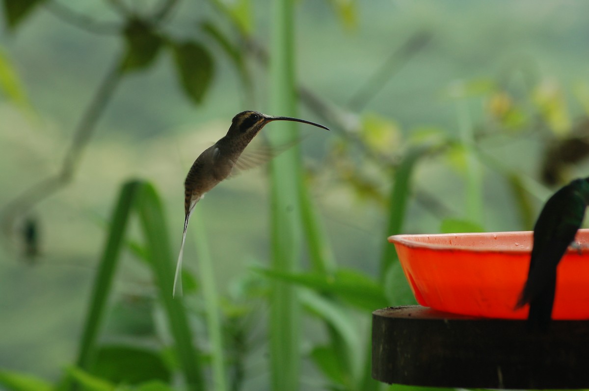 Long-billed Hermit (Baron's) - ML93944981