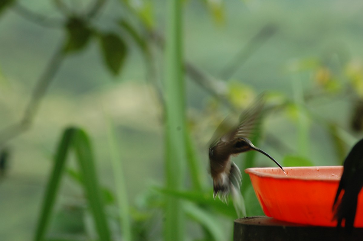 Long-billed Hermit (Baron's) - ML93944991