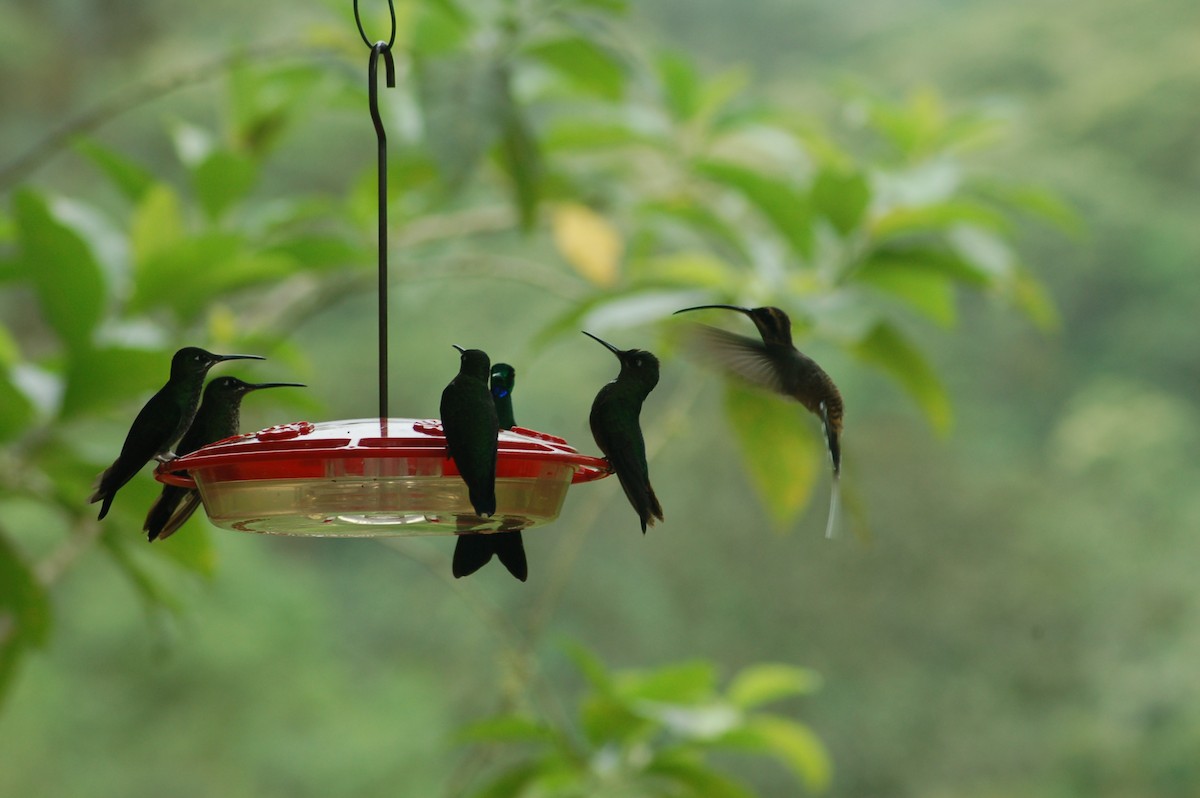 Long-billed Hermit (Baron's) - ML93945001