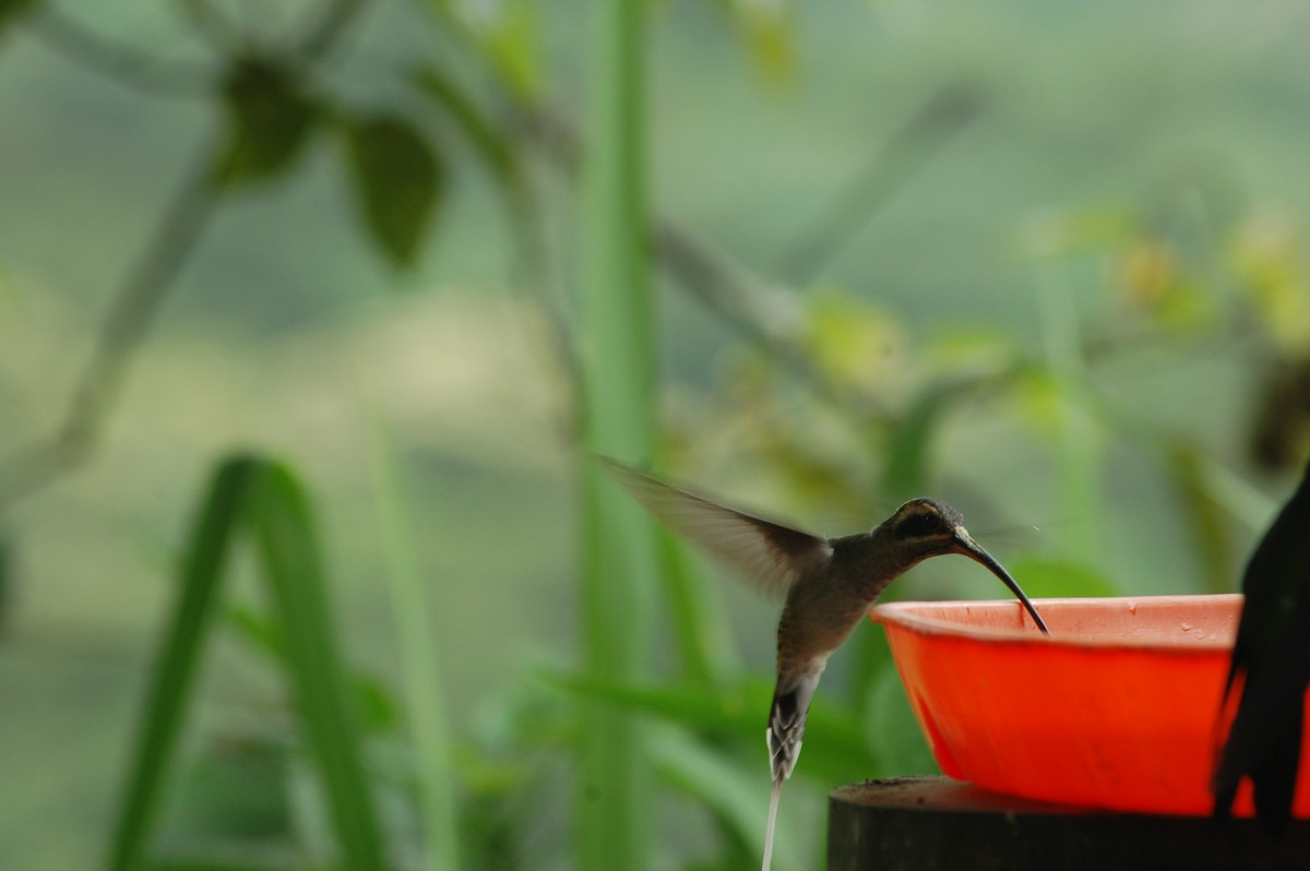 Long-billed Hermit (Baron's) - ML93945011