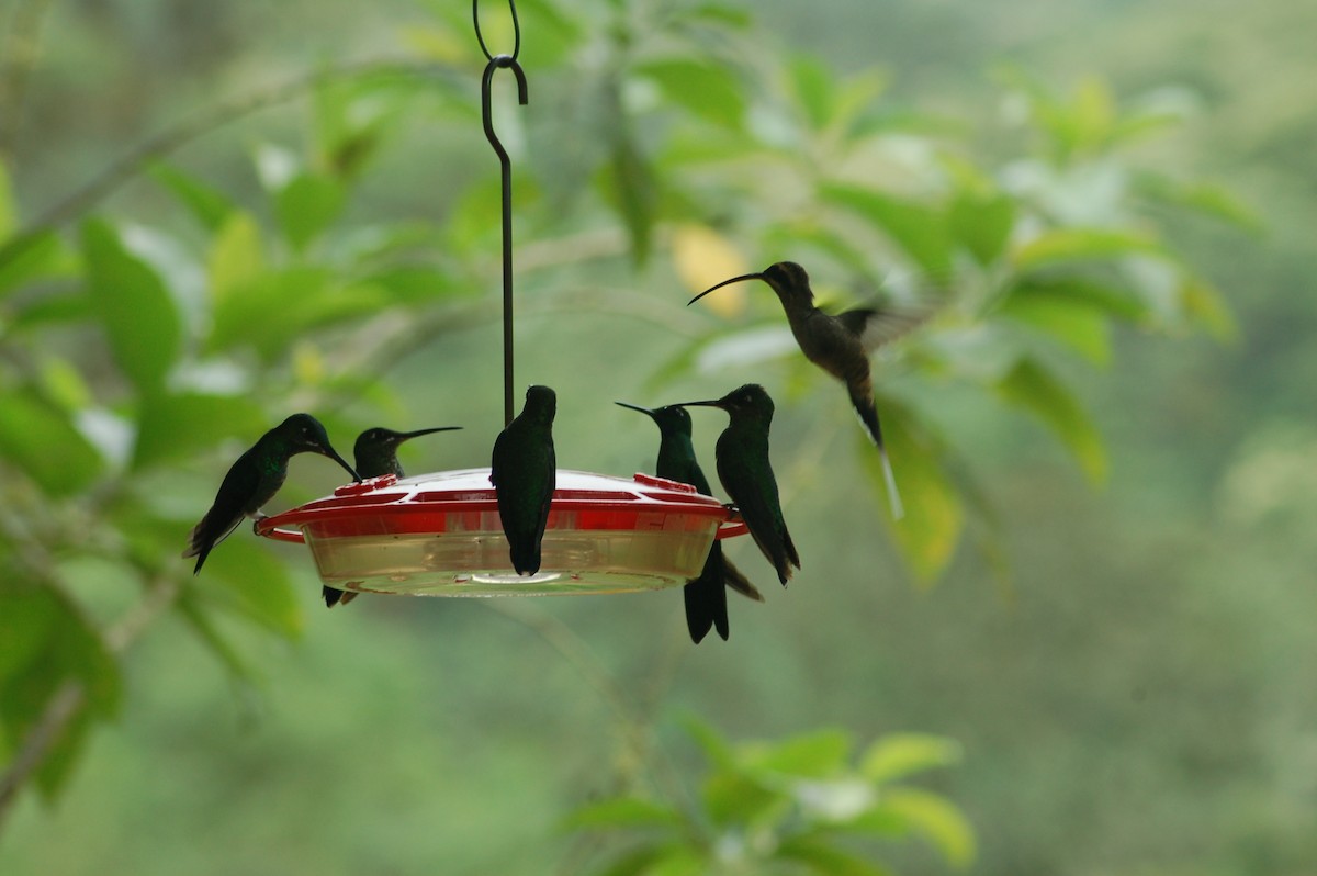 Long-billed Hermit (Baron's) - ML93945021