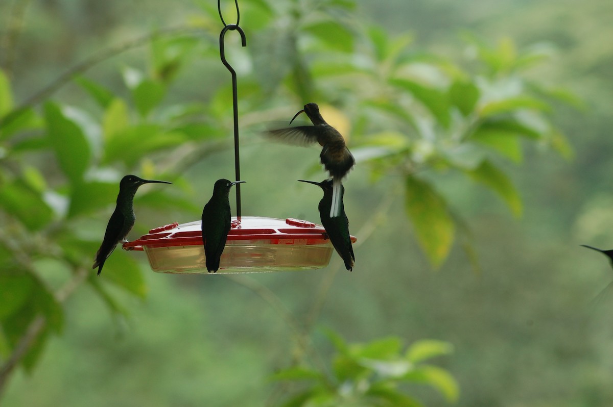 Long-billed Hermit (Baron's) - ML93945031