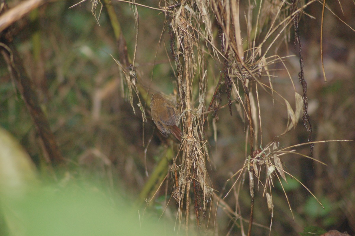 White-browed Spinetail - Daniel Lebbin