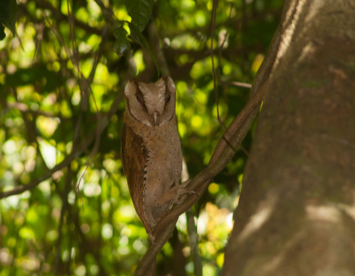 Sri Lanka Bay-Owl - Nameer PO