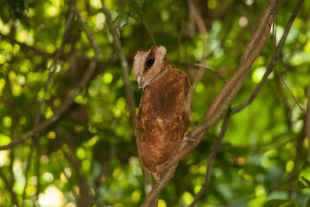Sri Lanka Bay-Owl - Nameer PO