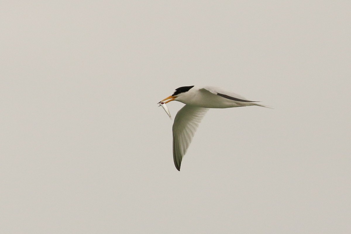 Saunders's Tern - Tommy Pedersen