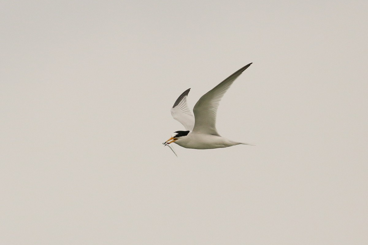 Saunders's Tern - Tommy Pedersen