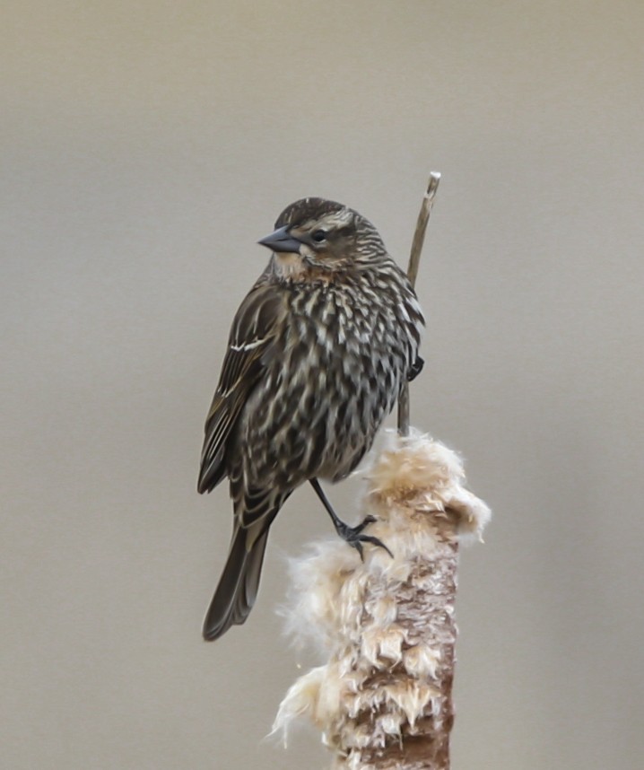 Red-winged Blackbird - ML93948641