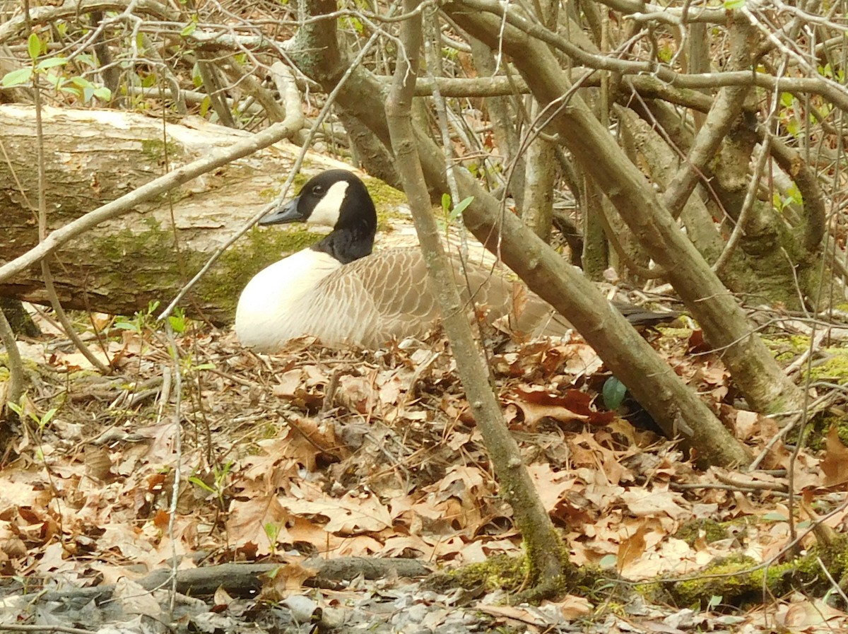 Canada Goose - ML93948671