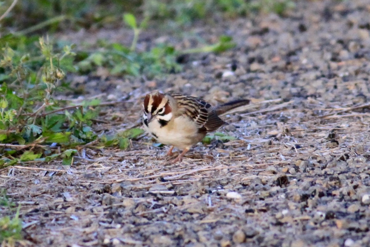 Lark Sparrow - ML93951941