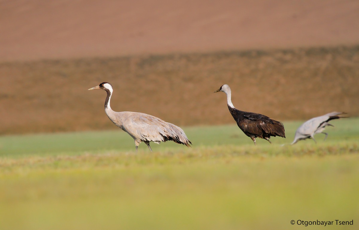 Hooded Crane - ML93952021
