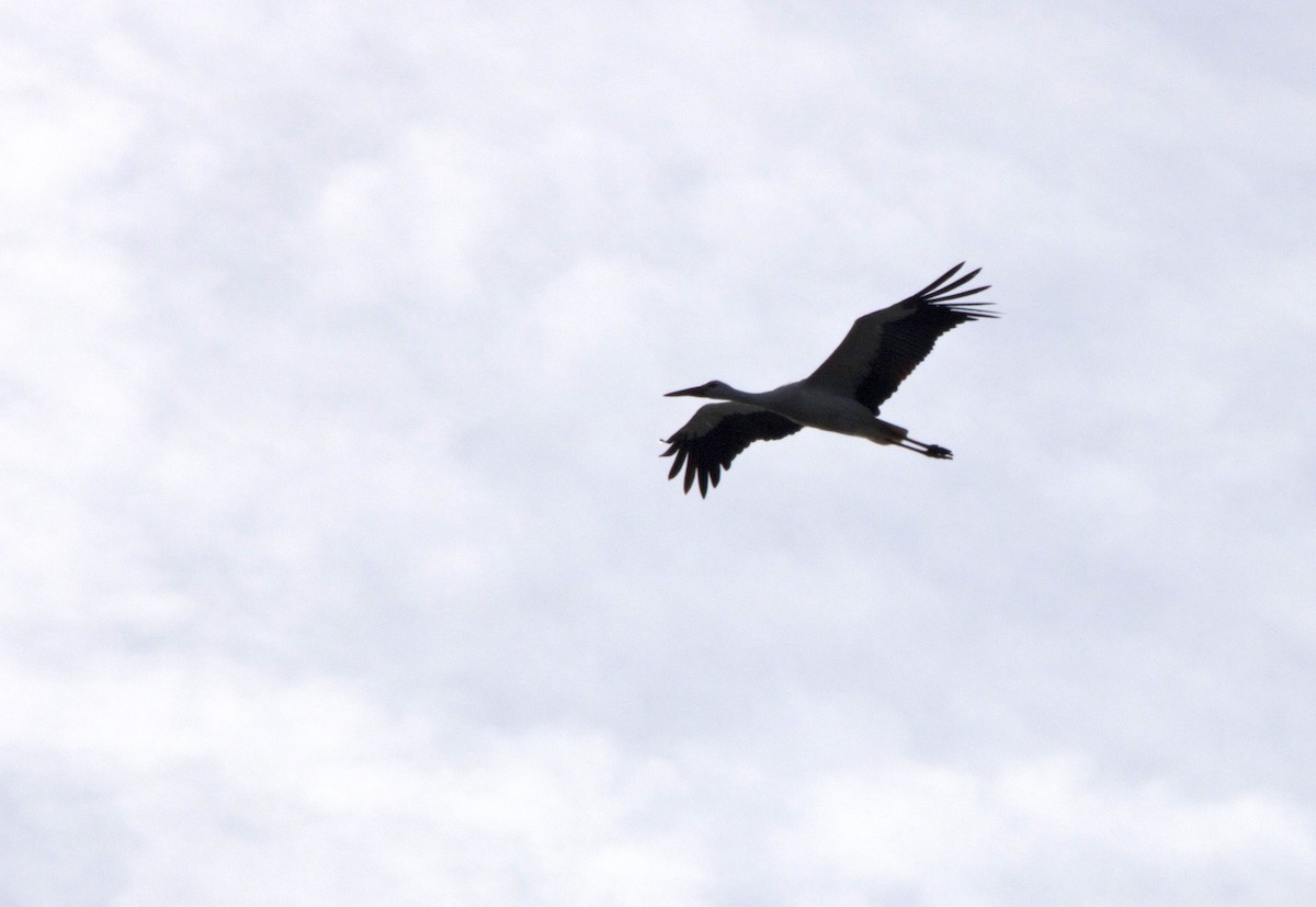 White Stork - ML93953111