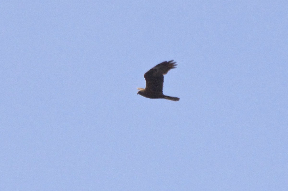 Western Marsh Harrier - ML93953141