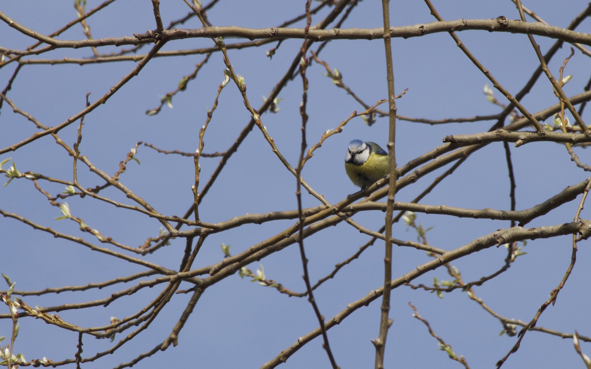 Eurasian Blue Tit - ML93953241