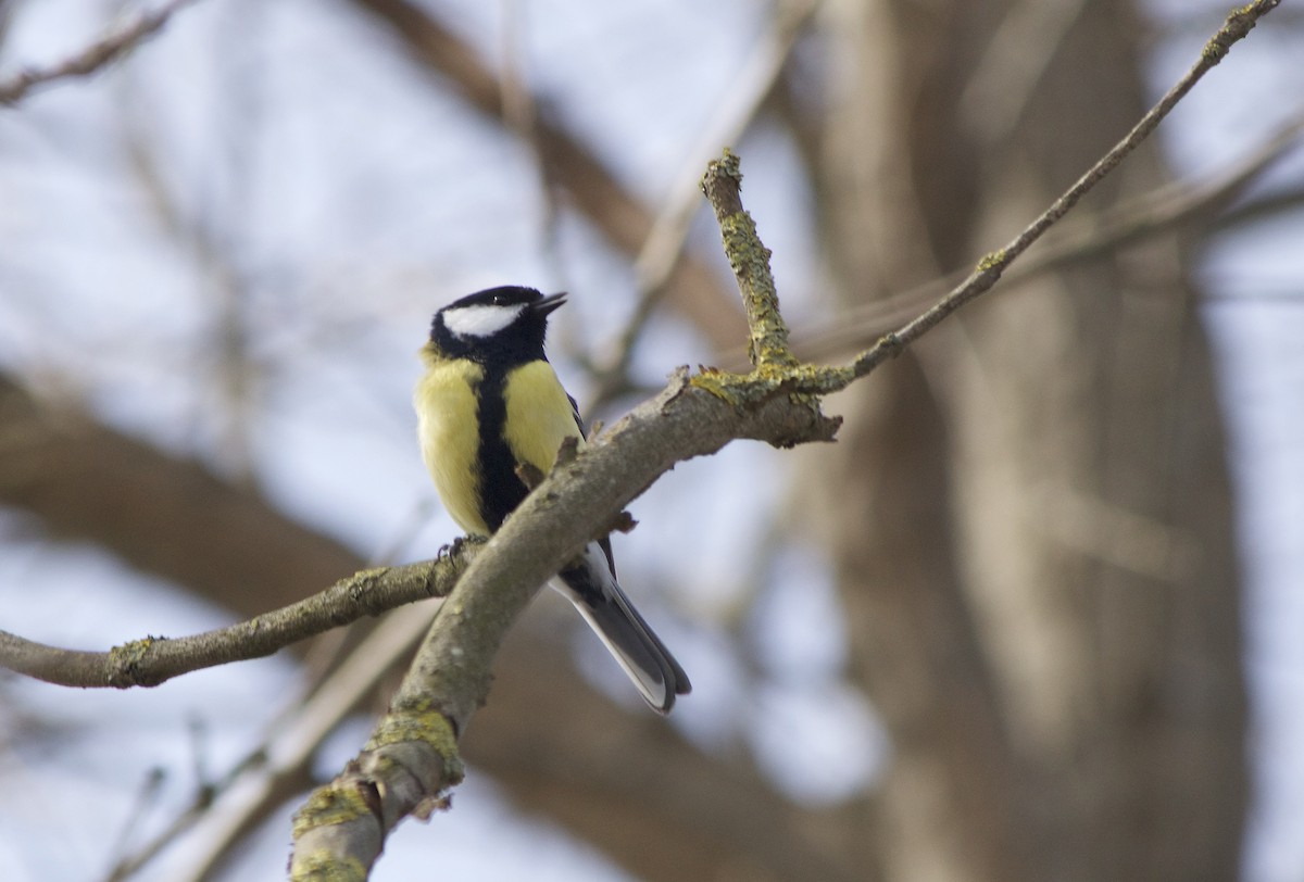Great Tit - ML93953251