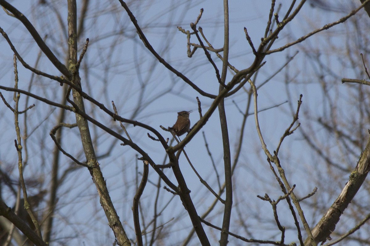 Eurasian Wren - ML93953331