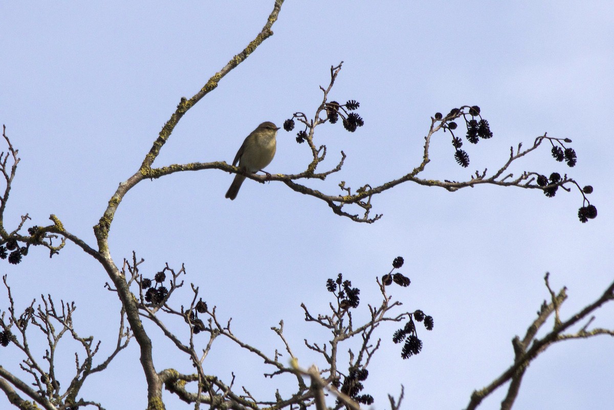 Common Chiffchaff - ML93953361