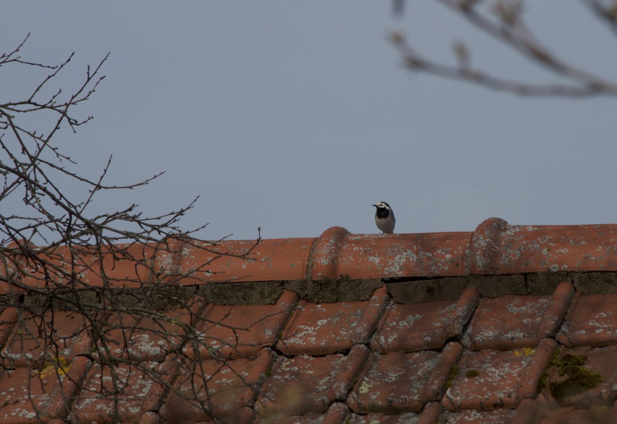 White Wagtail - ML93953401