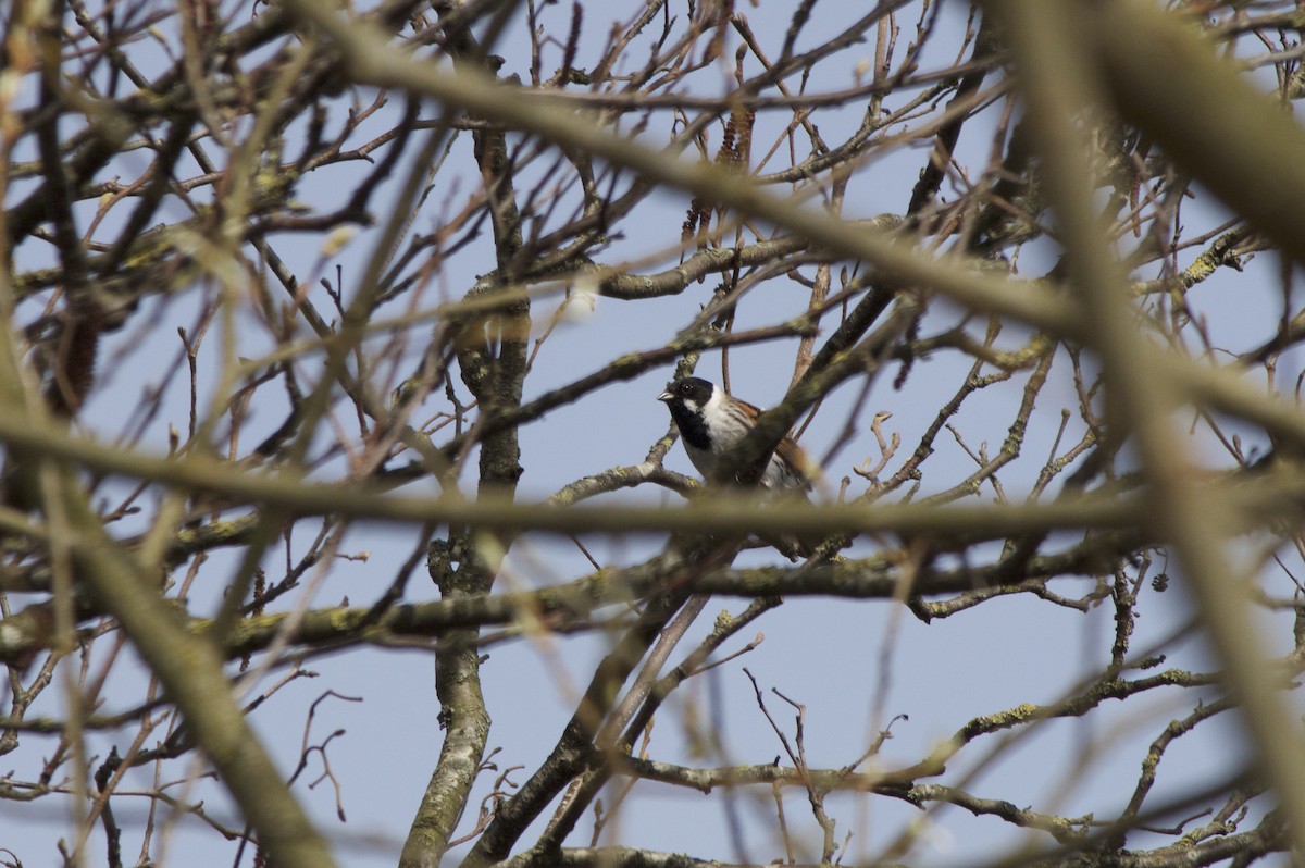 Reed Bunting - ML93953421