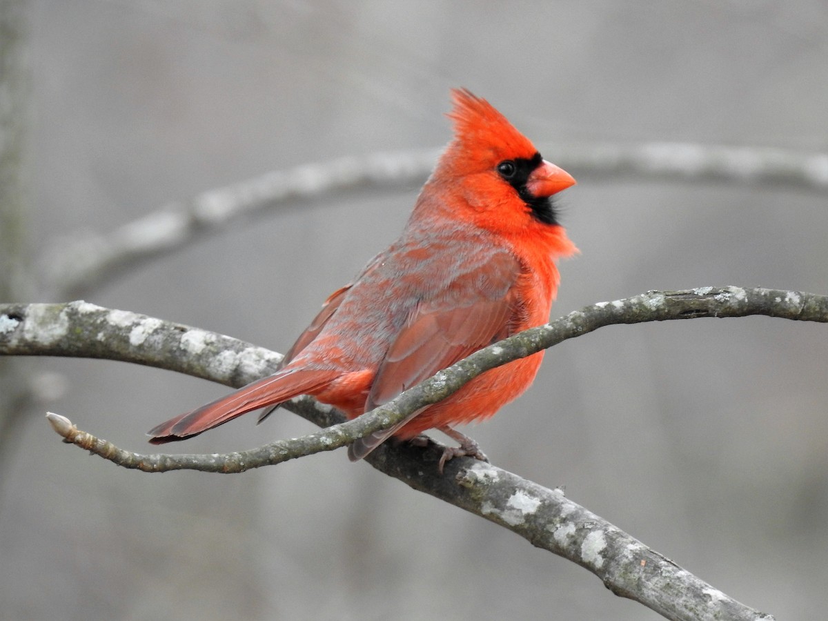 Northern Cardinal - S. K.  Jones