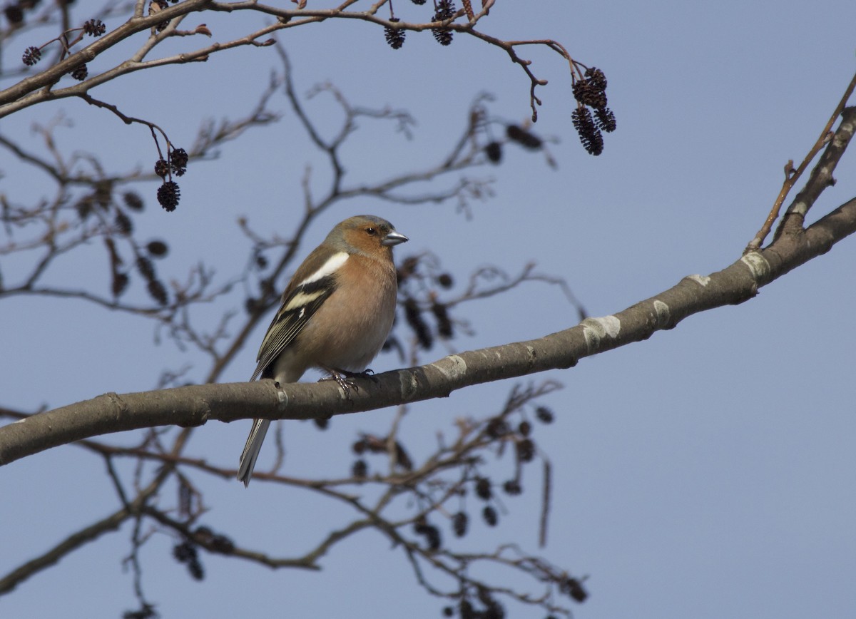 Common Chaffinch - ML93953471