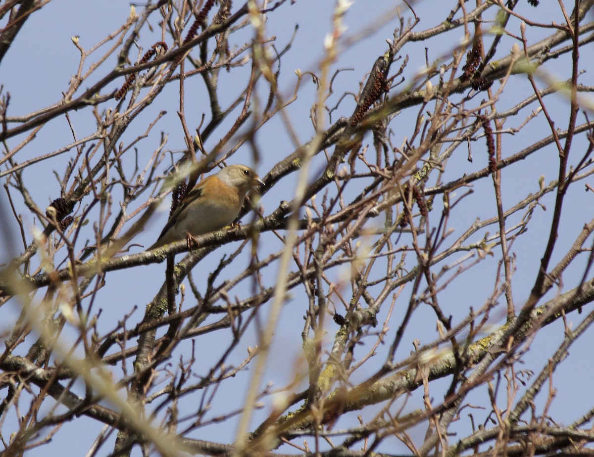 Brambling - ML93953521