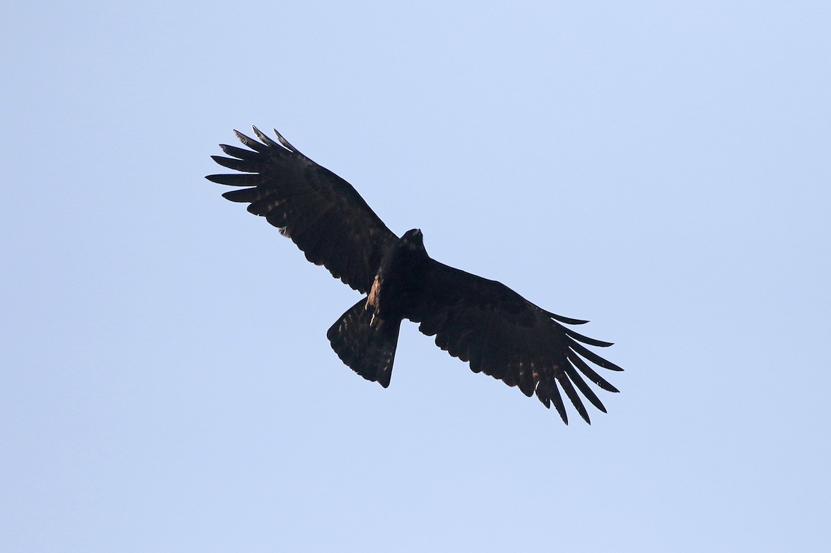 Black Eagle - Charley Hesse TROPICAL BIRDING