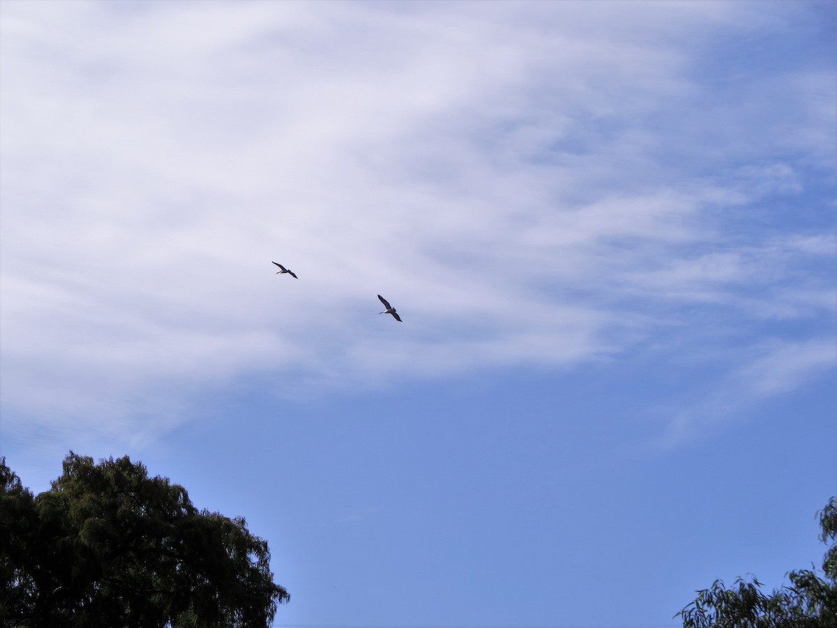 Australian Pelican - ML93953751