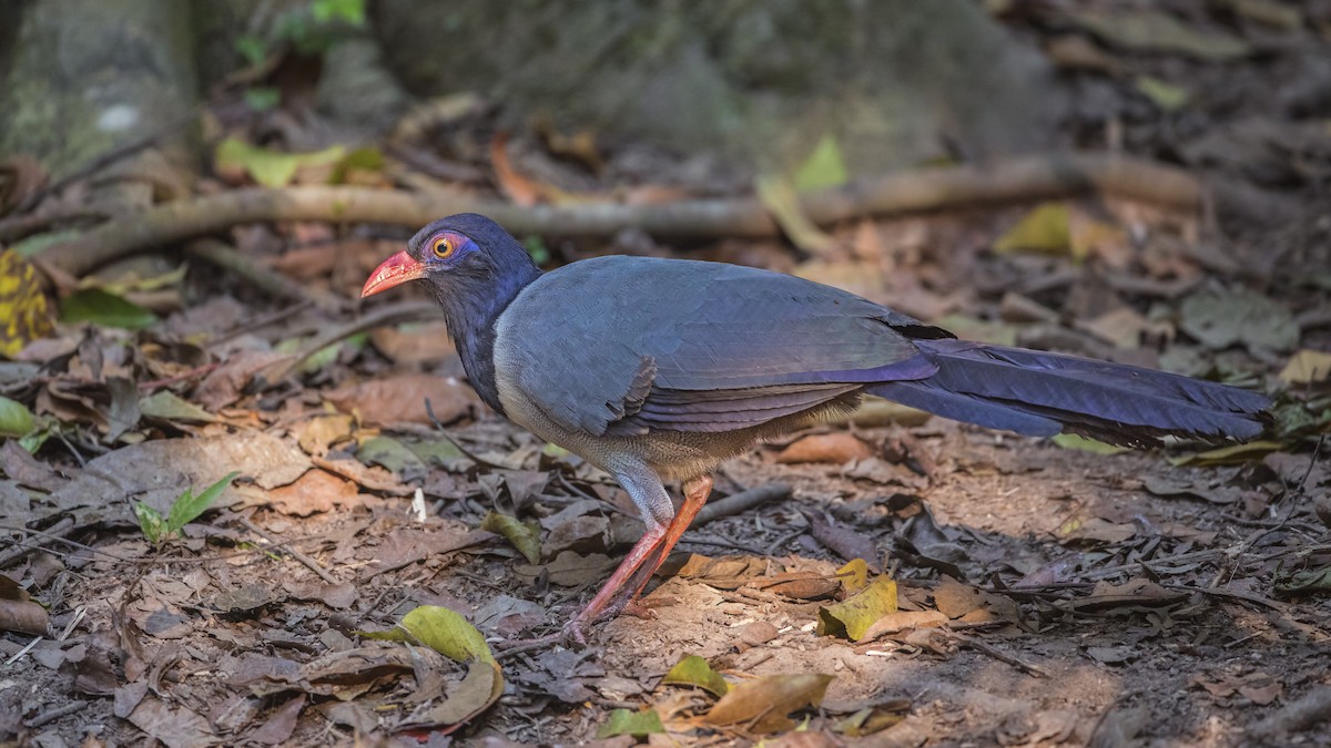 Coral-billed Ground-Cuckoo - ML93953931