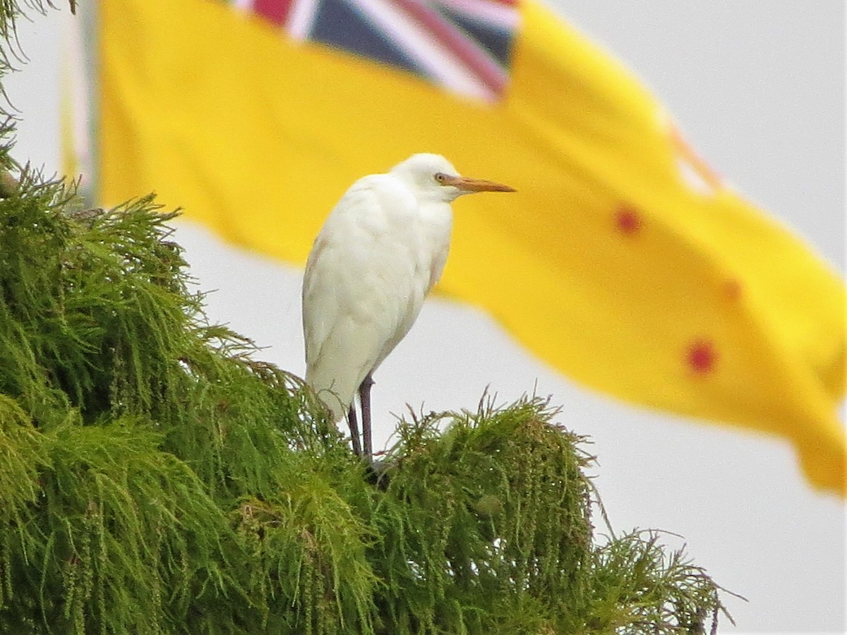 Eastern Cattle Egret - ML93953951