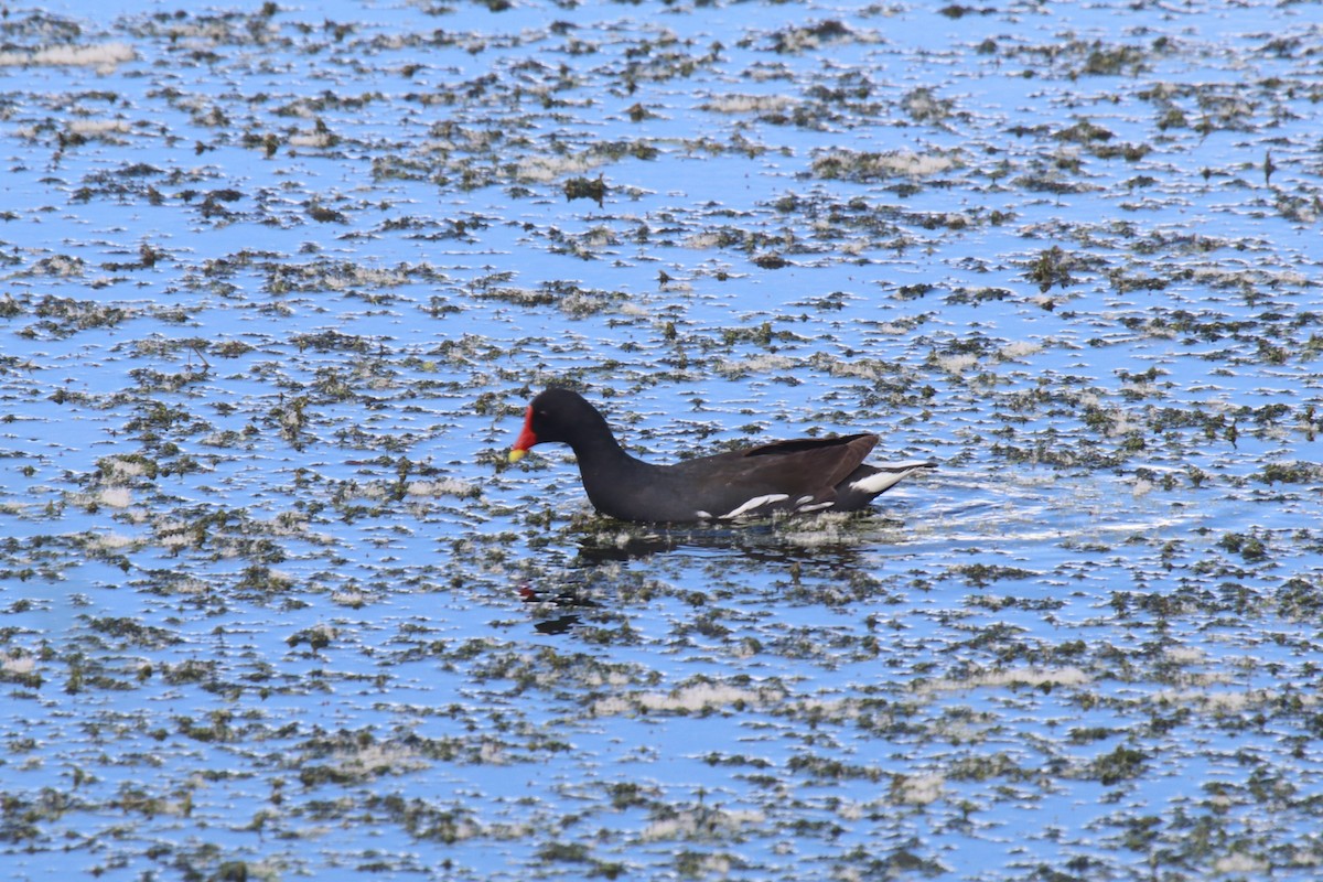 Eurasian Moorhen - ML93953971