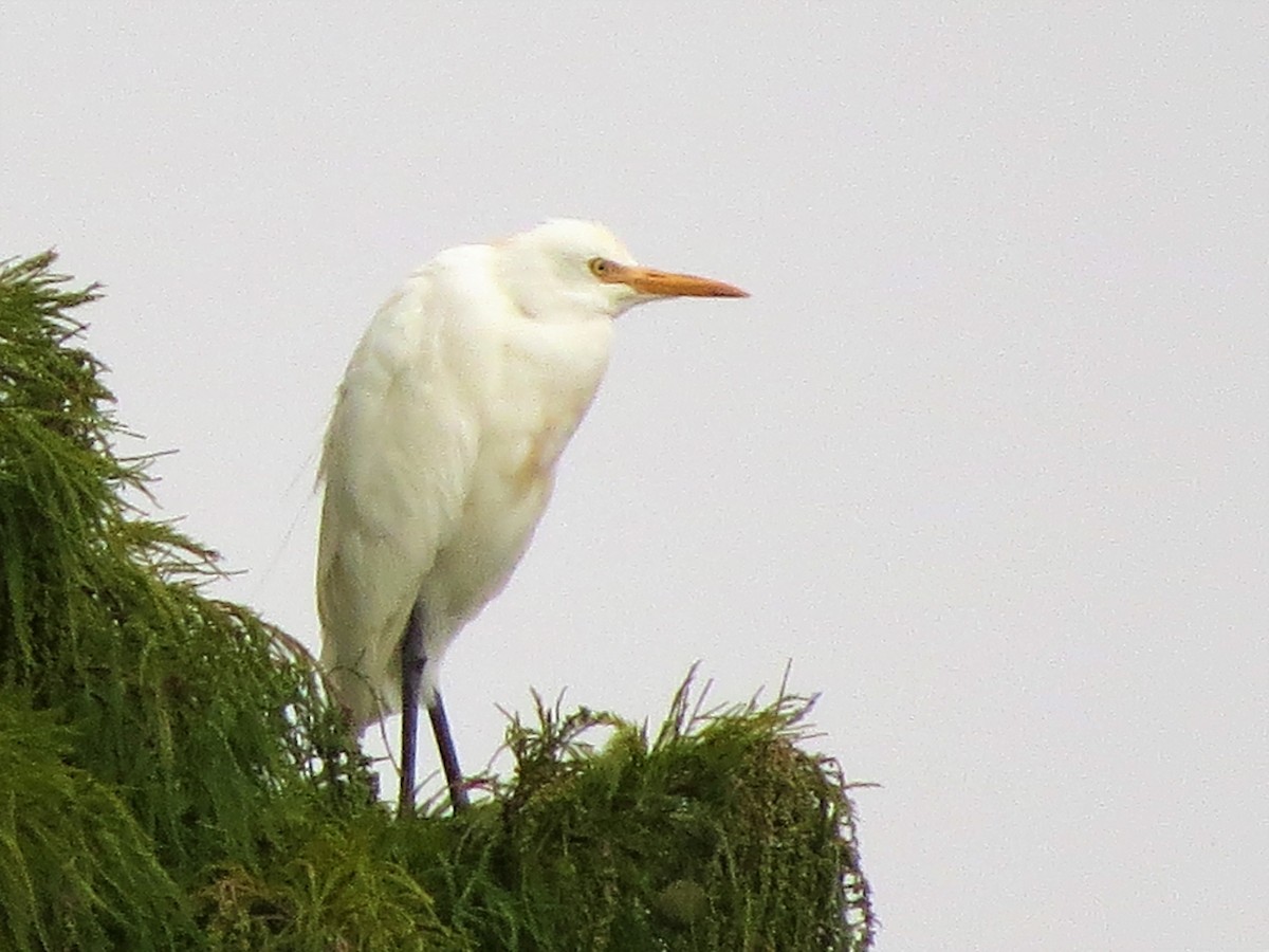 Eastern Cattle Egret - B C