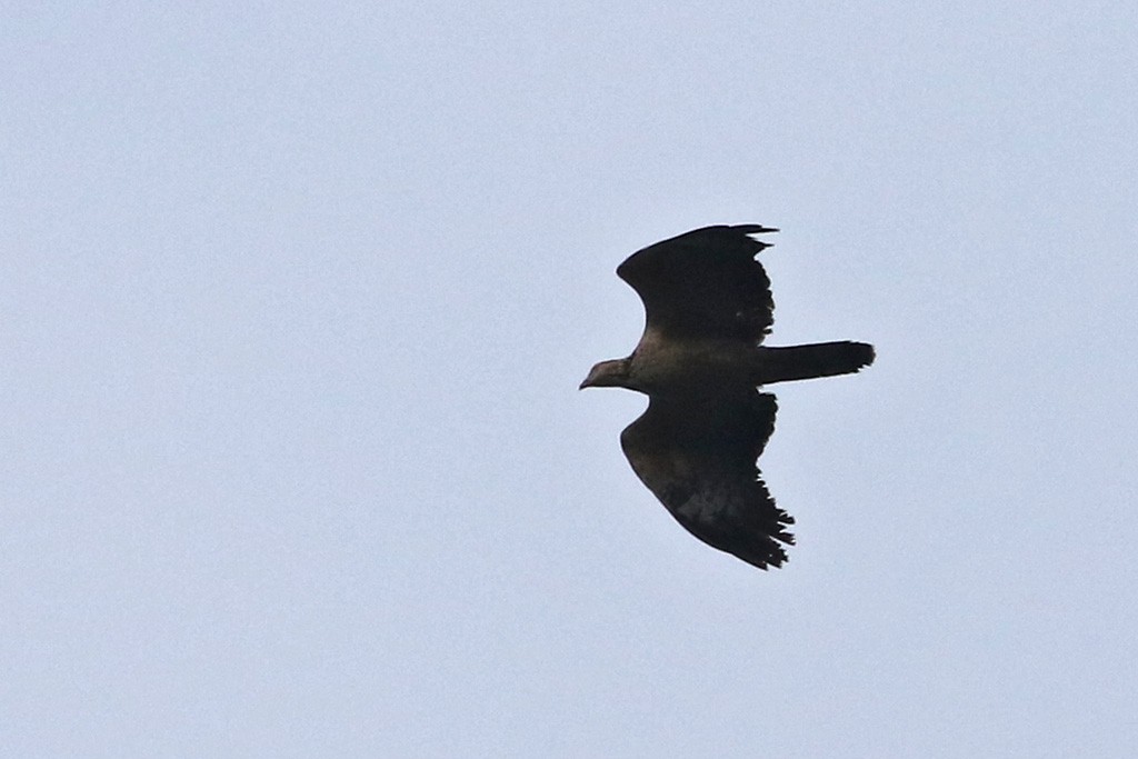 Oriental Honey-buzzard - ML93955491