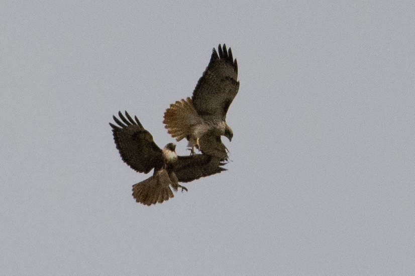 Red-tailed Hawk - ML93956701
