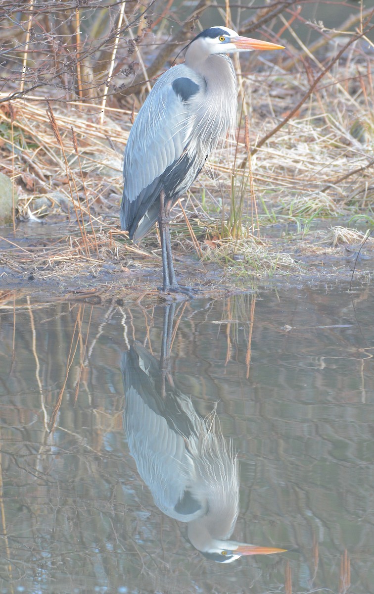 Great Blue Heron - ML93956721