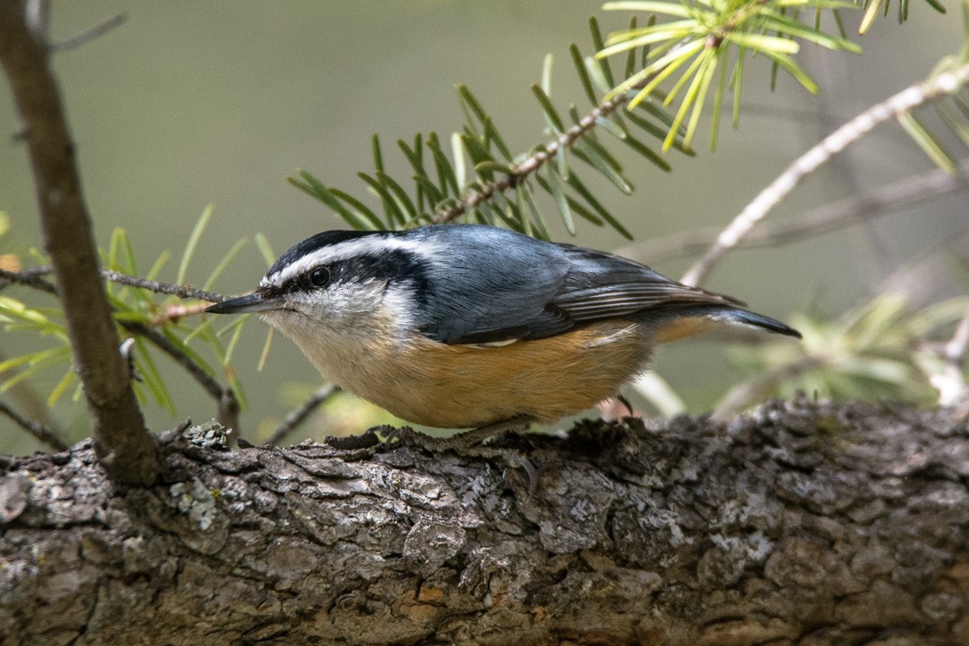 Red-breasted Nuthatch - ML93956791