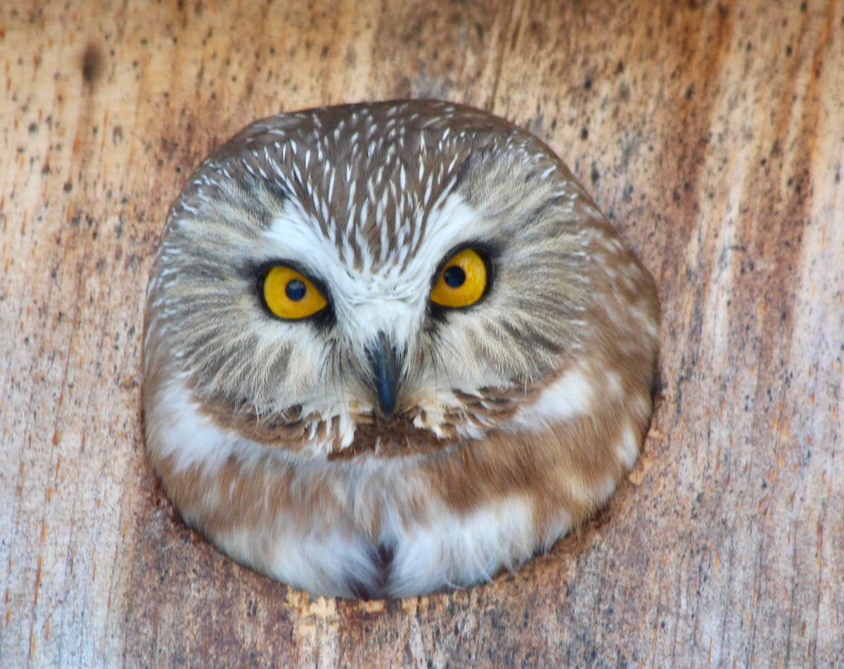 Northern Saw-whet Owl - john tuach