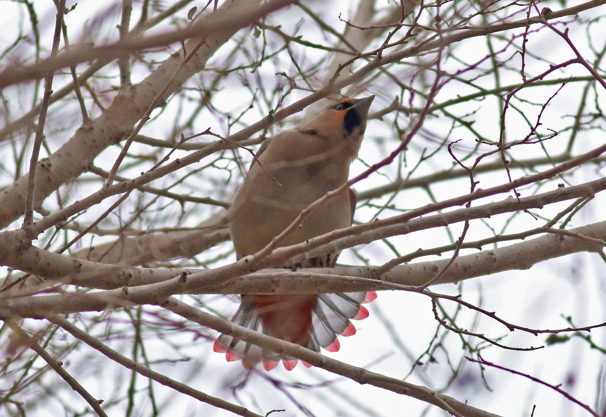 Japanese Waxwing - ML93958341