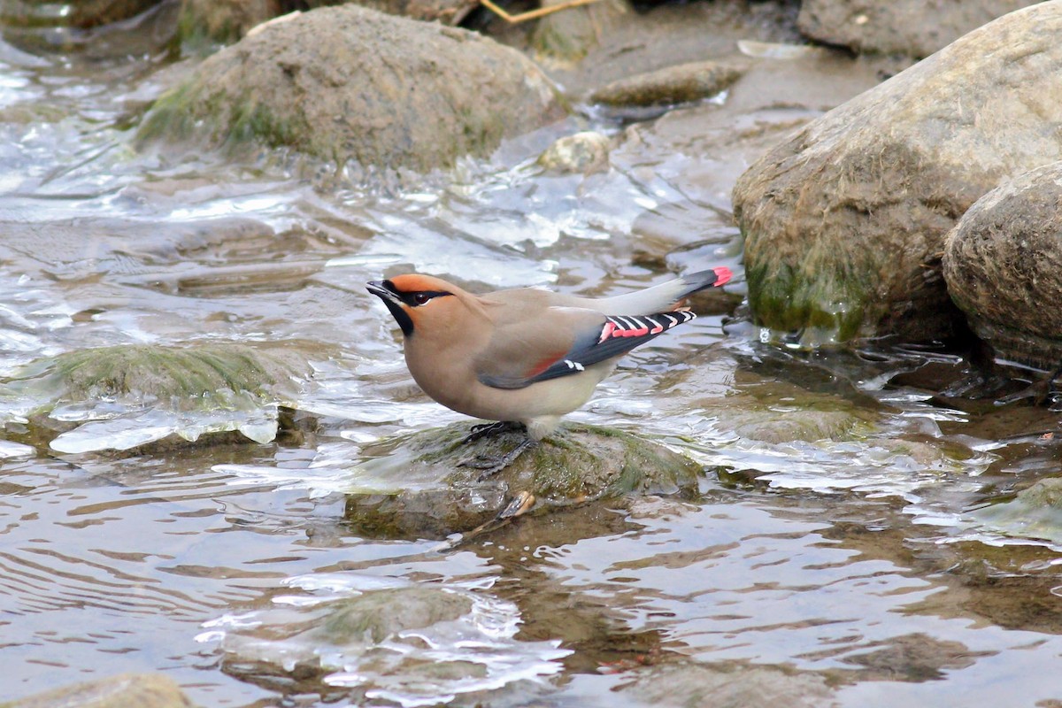 Japanese Waxwing - ML93958351