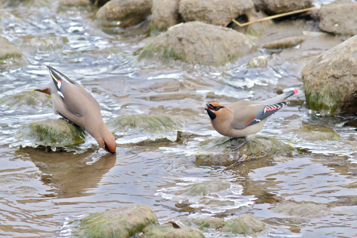 Japanese Waxwing - ML93958411